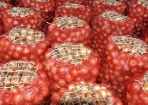 Bazarlarda soğan 3 dəfə bahalaşıb