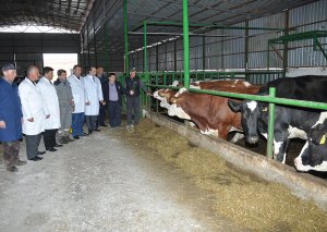 Sabirabadda 19 500 baş iribuynuzlu heyvandan qan analizləri alınaraq laboratoriyaya göndərilib
