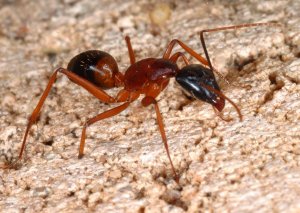 Xərçəngə qarşı dərman kəşf edildi - Qarışqalar sayəsində