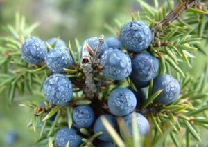 Azərbaycanda xərçəngə qarşı bitki aşkarlanıb