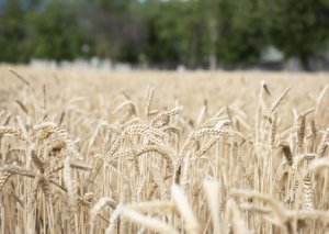 Nazirlik: Azərbaycanda taxıl qıtlığı gözlənilmir