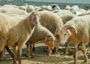 Belarus Rusiyadan qoyun-keçi idxalını dayandırdı