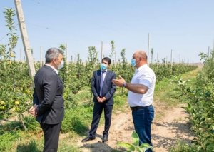 İnam Kərimov Ağstafa və Tovuzda əkin sahələri, meyvə bağlarında olub
