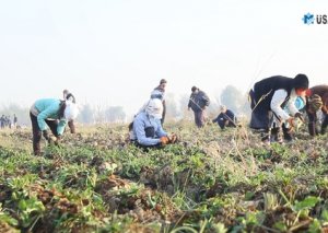 Tərtərin mərmilər yağan sahələrində məhsul yığımı başladı FOTO VİDEOREPORTAJ