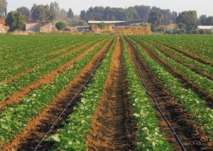 Nazirlik fermerlərə subsidiya ilə bağlı müraciət etdi