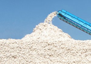 Bugünədək qəbul məntəqələrinə təhvil verilən pambığın həcmi açıqlanıb
