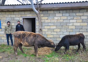 Lənkəranda şəhid və qazi ailələri üçün təsərrüfatlar yaradılıb (FOTO)