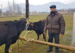 Oğuz və Qəbələdə şəhid ailələri və qazilər üçün təsərrüfatlar yaradılıb FOTO