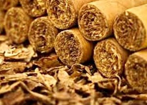 Bugünədək sahələrdən 7 min tona yaxın tütün yığılıb