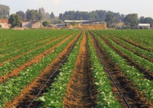 Bitkilərin sığortası üçün müraciətlərin tarixi açıqlanıb