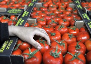Azərbaycan pomidorlarının Avropa İttifaqına ixracı mümkündür - Kestutis Yankauskas