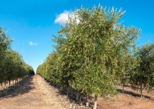 Həşəratlar Azərbaycanda zeytun plantasiyalarına ciddi ziyan vurub