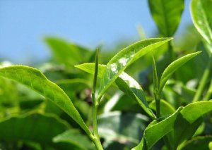 Azərbaycanda çay plantasiyalarının güzəştli sığortası başlayıb