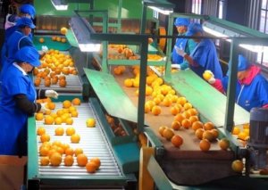 Balakəndə dəyəri 16 milyon manat olan yeni zavod fəaliyyətə başlayır