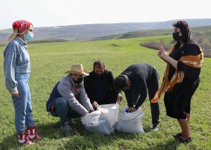 Şamaxıda ilk dəfə çörəkotu əkininə başlanıb (FOTO)