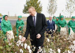 Prezidentin uğurlu pambıqçılıq strategiyası: “Azərpambıq” bir ildə ixrac gücünü 3 dəfədən çox artırdı