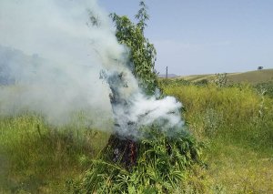 Goranboyda yabanı çətənə kolları məhv edilib (FOTO)