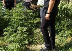 Ağdaşda narkotik tərkibli bitkilər becərən şəxs saxlanılıb