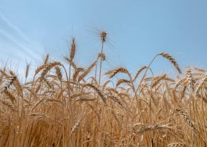 Azərbaycanda taxılın sığorta məbləği açıqlanıb