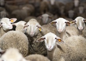 Azərbaycanda qurbanlıq qoyunların onlayn satışına başlanır