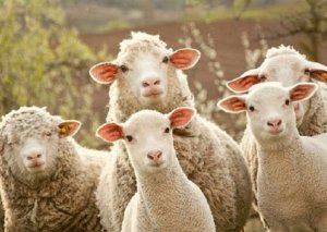 Qurbanlıq heyvanların satışı və kəsimi yerləri AÇIQLANDI SİYAHI