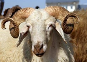 Ölkə üzrə qurbanların satış və kəsim yerləri - TAM SİYAHI