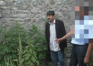 Qaxda evinin həyətində narkotik becərən şəxs saxlanılıb