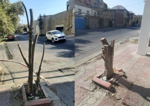 Ağacları kəsib təbiətə 1200 manat ziyan vurdular