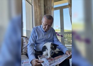 Ərdoğan twitter hesabında pişik şəkli paylaşıb