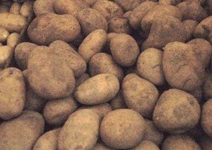 40 ton toxumluq kartof məhsulu məhv edilib