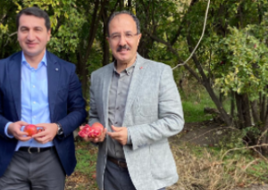 Hikmət Hacıyev səfirlə nar yığdı