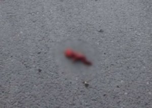 Ağsuda zibil qutusundan tapılmış döllə bağlı dəhşətli