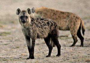 Koronavirus kaftarlara da keçdi