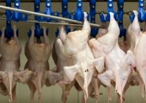 AQTA quş əti məhsularının idxalına qadağa qoydu