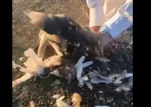 Qanunsuz ov edən ərəblərlə bağlı nazirlikdən açıqlama