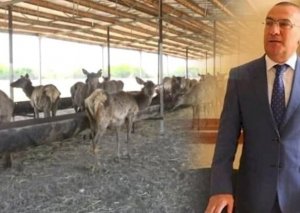 Şəmkirin həbs olunan icra başçısının maralları Salyana aparıldı