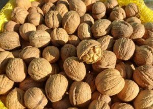 Azərbaycanda 3 kq qoza görə 1 ay həbsdə yatacaq