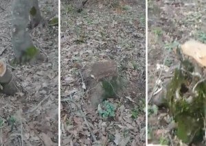 Xidmət rəisidən Cəlilabad meşələrində ağacların kəsilməsi ilə bağlı açıqlama