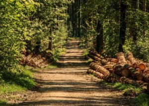 Azərbaycanda tükürpərdən hadisə: meşədə iki nəfərin meyiti tapıldı