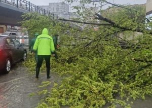 Güclü külək Bakıda 55 ağacı sındırıb - RƏSMİ