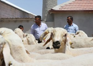 Qurban bayramı ilə bağlı fətva verildi