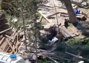 Sumqayıt şəhərində ağac kəsilmə faktı üzə prosessual araşdırma aparılır.