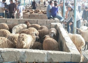 Şamaxı və Göyçayda heyvan satışı bazarları açılıb
