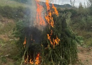 Şuşada bir ton çətənə kolu məhv edilib