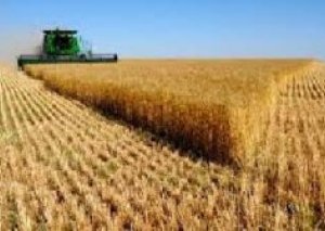 Azərbaycan İran və İraqa 9137.5 ton arpa satıb