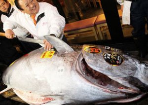 Nəhəng balıq rekord qiymətə satıldı