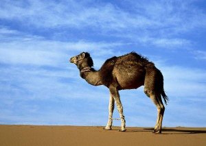 Heyvanlar haqqında maraqlı faktlar