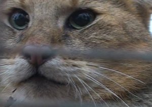 Pişiyi öldürdü- 2 il həbs aldı