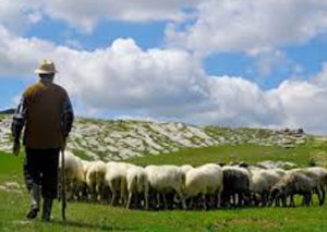 Fermerlərə 50 milyon dollar ödəniləcək