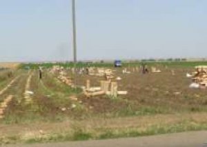 Azərbaycan kartofla özünü tam təmin edəcək